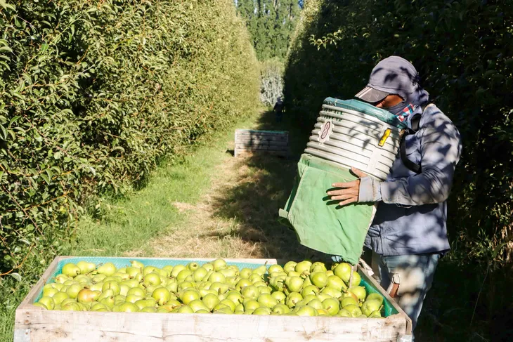 Río Negro: peras y manzanas alcanzan récord de cosecha en el Alto Valle